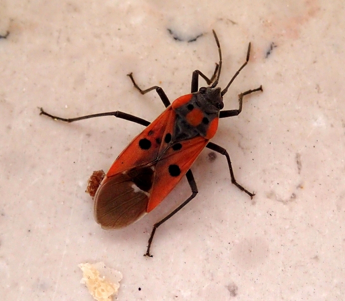 Lygaeidae: Lygaeus creticus del Veneto (TV)